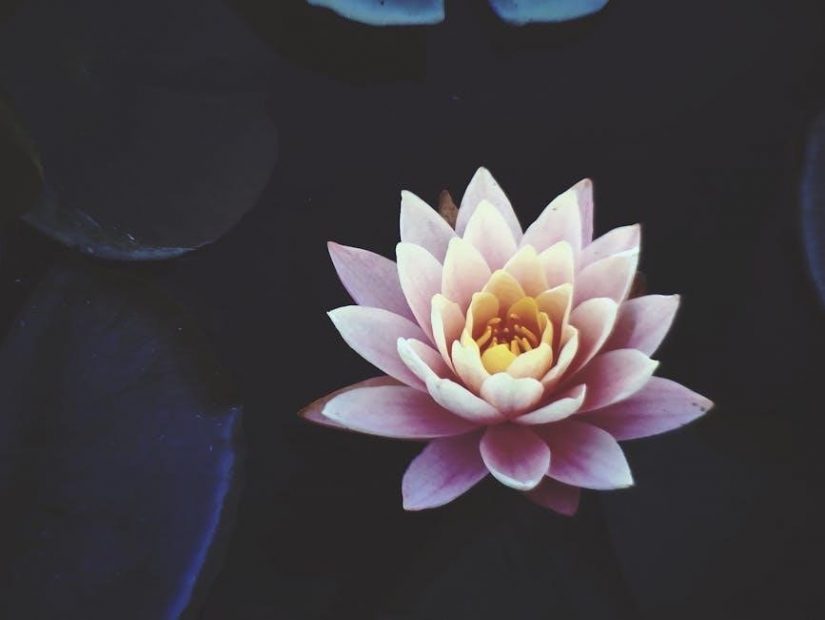 origami lotus flower instructions pdf